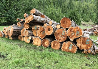 large timber logs