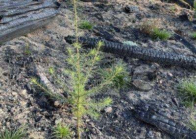 tree seedlings growth after fire