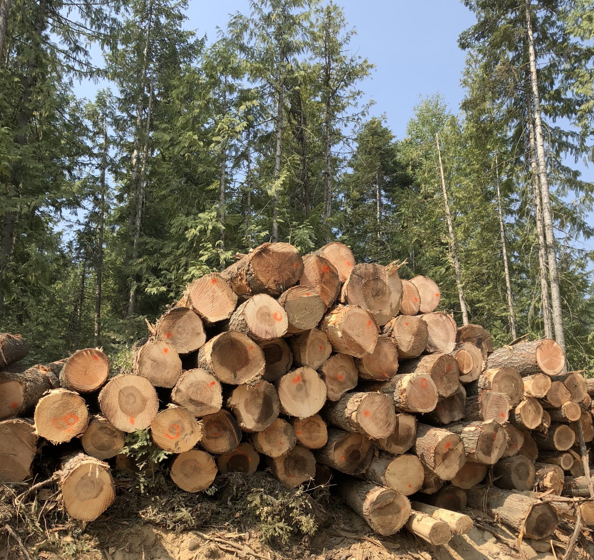 Proper Logging