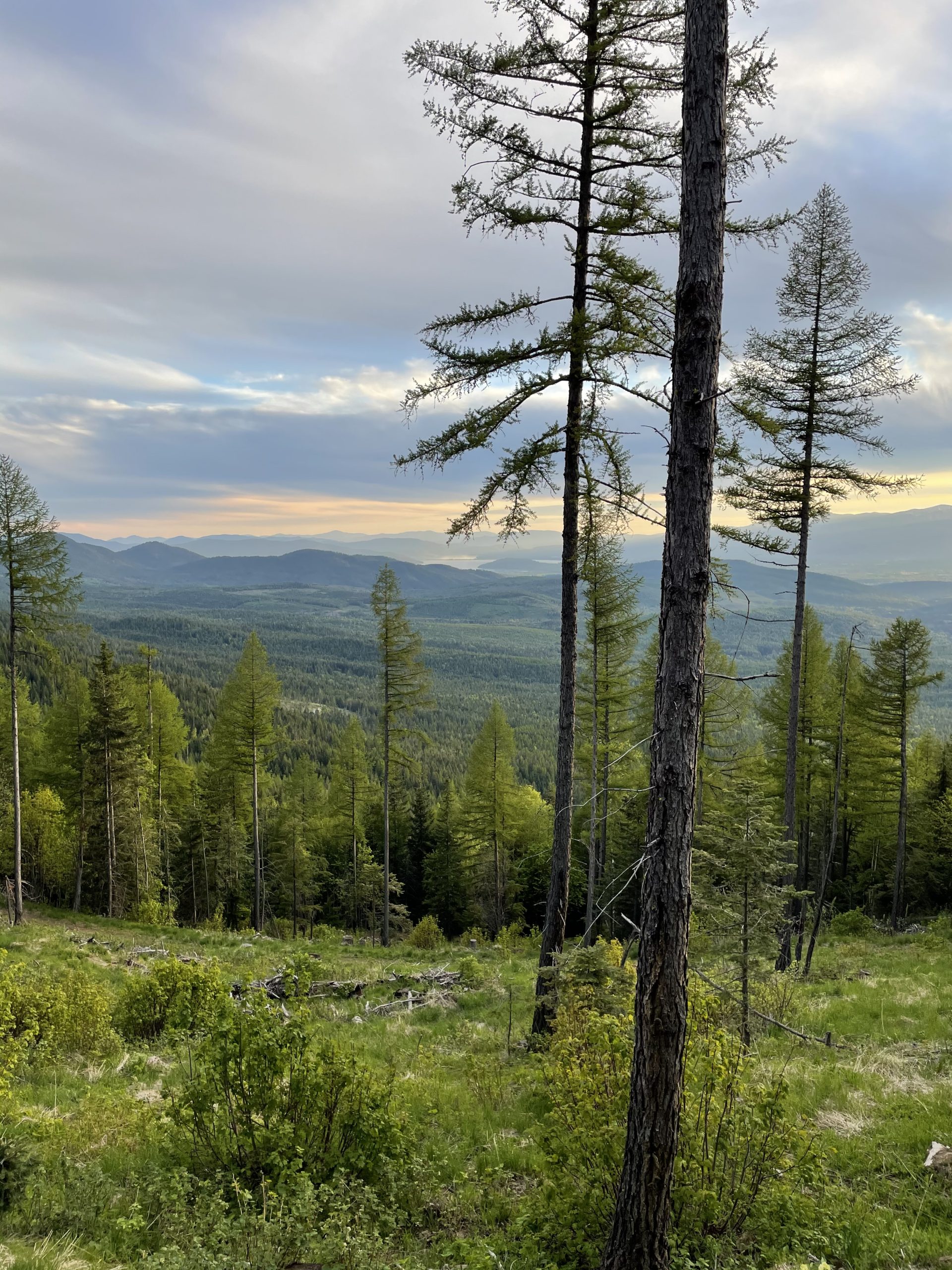 Large Forestland