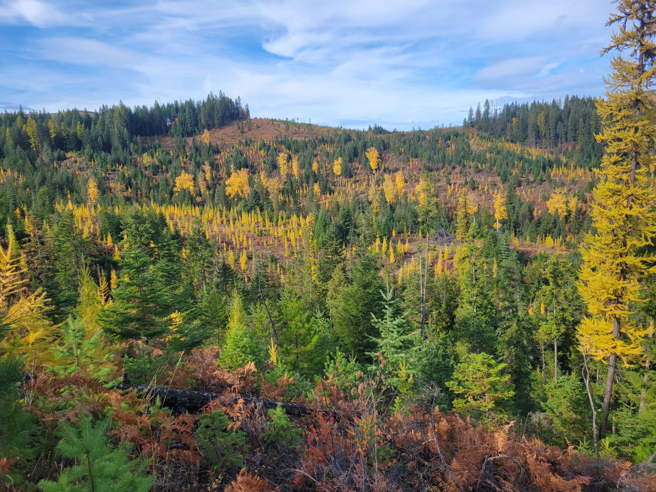 Kootenai County Forest in the Fall