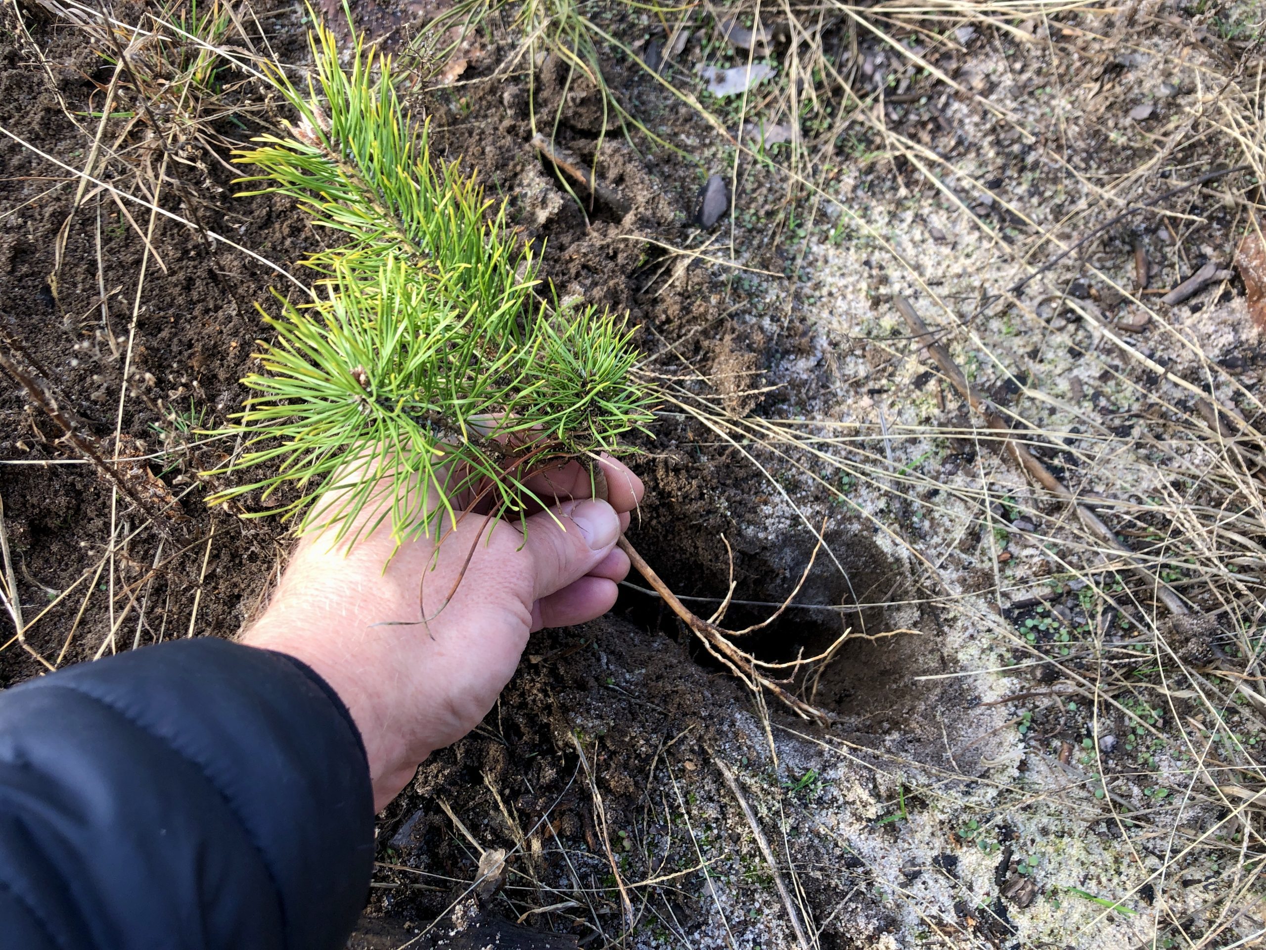 Planting seedlings