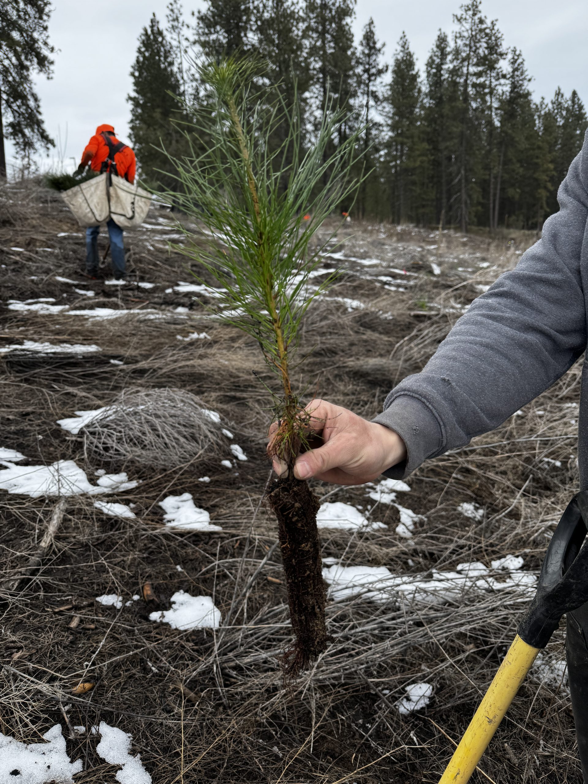 Planting Conifer Seedling
